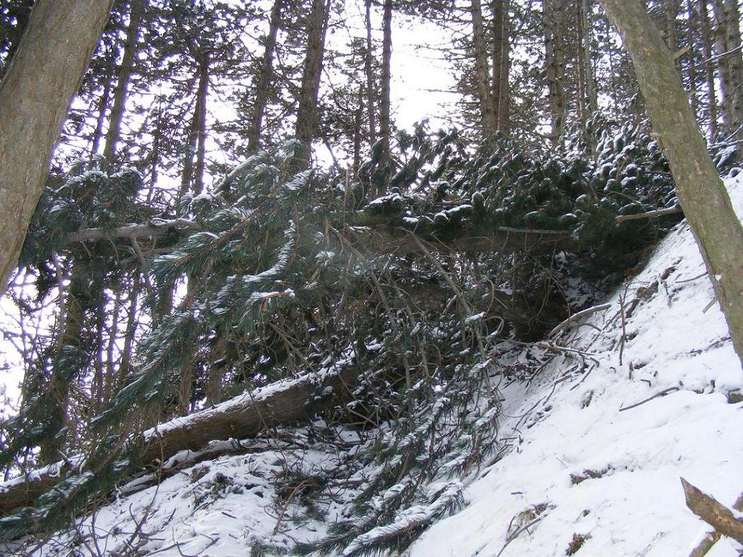 Nel bosco, una inutile strage.